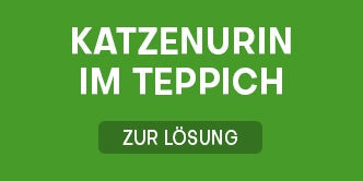 Katzenurin aus Teppichböden entfernen